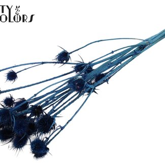 QC Gebleekte Gedroogde Distels | Kleur: Donkerblauw | Cardistella Droogbloemen | Lengte ± 70 centimeter | 5 takken per bos