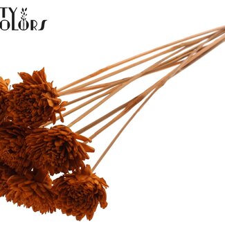 QC Shola Wooden Zinnia on a stick | Colour: Terracotta | Shola Zinnia Pick | Flower diameter 6 centimetres | Pick length ± 50 centimetres | 10 picks per bunch