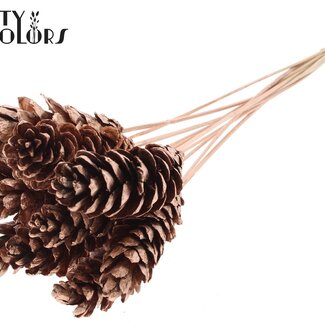 QC Pomme de pin Strobus sur tige | Couleur : Cuivré | Pique à pomme de pin | Diamètre 10 - 15 centimètres | Longueur ± 50 centimètres | 10 piques par bouquet