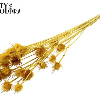 QC Chardons Séchés Blanchis | Couleur : Jaune | Cardistella Fleurs Séchées | Longueur ± 70 centimètres | 5 tiges par bouquet