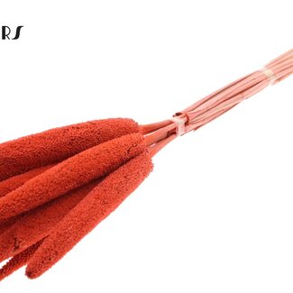 QC Babala of Pearl Millet | Colour: Coral | Length ± 65 centimetres | 10 stems per bunch