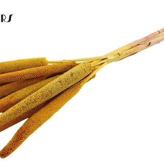 QC Babala aus Perlhirse | Farbe: Gelb | Länge ± 65 Zentimeter | 10 Stiele pro Bund