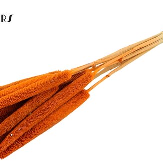 QC Babala de Millet perlé | Couleur : Orange | Longueur ± 65 centimètres | 10 tiges par bouquet