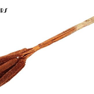 QC Babala de Millet Perlé | Couleur : Cuivré avec Paillettes | Longueur ± 65 centimètres | 10 tiges par bouquet
