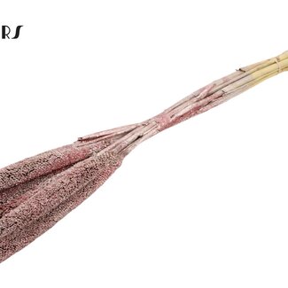 QC Babala aus Perlhirse | Farbe: Champagnerfarben mit Glitzer | Länge ± 65 Zentimeter | 10 Stiele pro Bund