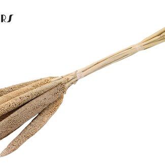 QC Babala aus Perlhirse | Farbe: Frostweiß | Länge ± 65 Zentimeter | 10 Stiele pro Bund