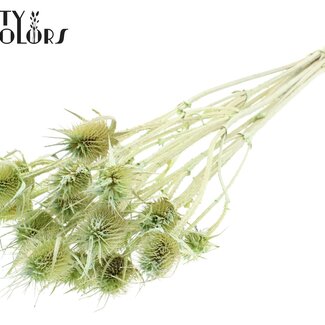 QC Getrocknete Disteln | Farbe: Pearl Mintgrün | Cardistella Trockenblumen | Länge ± 55 Zentimeter | 10 Zweige pro Bund