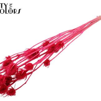 QC Bleached Dried Thistles | Colour: Cherry | Cardistella Dried Flowers | Length ± 70 centimetres | 5 stems per bunch