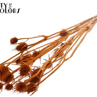 QC Gebleekte Gedroogde Distels | Kleur: Terracotta | Cardistella Droogbloemen | Lengte ± 70 centimeter | 5 takken per bos