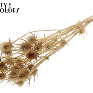 QC Bleached Dried Thistles | Colour: Naturally Bleached | Cardistella Dried Flowers | Length ± 70 centimetres | 5 stems per bunch