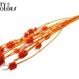 QC Gebleichte Getrocknete Disteln | Farbe: Orange | Cardistella Trockenblumen | Länge ± 70 Zentimeter | 5 Zweige pro Bund