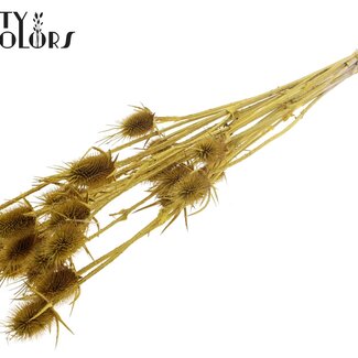 QC Bleached Dried Thistles | Colour: Metallic Yellow | Cardistella Dried Flowers | Length ± 70 centimetres | 5 stems per bunch