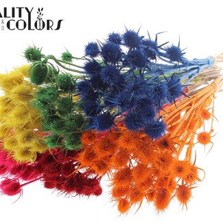 QC Gebleekte Gedroogde Distels | Kleur: Gemengde Kleuren | Cardistella Droogbloemen | Lengte ± 55 centimeter | 10 takken per bos