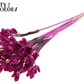 QC Bowls on a stick | Colour: Lilac | Beech Nut Seed Pod Pick | Length ± 50 centimetres | 10 picks per bunch