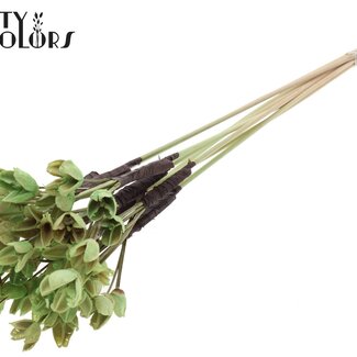 QC Bakuli sur tige | Couleur : Vert menthe | Capsule de graine de hêtre Pique-fleur | Longueur ± 50 centimètres | 10 piques-fleurs par bouquet