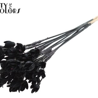 QC Bakuli sur tige | Couleur : Noir | Capsule de graine de hêtre Pique-fleur | Longueur ± 50 centimètres | 10 piques-fleurs par bouquet