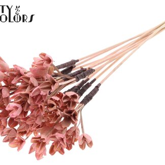 QC Bakuli sur tige | Couleur : Rose clair | Capsule de hêtre à piquer | Longueur ± 50 centimètres | 10 piques par bouquet