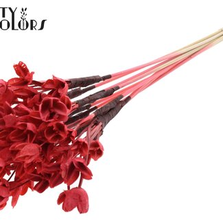 QC Bowls on a stick | Colour: Coral | Beech Nut Seed Pod Pick | Length ± 50 centimetres | 10 picks per bunch