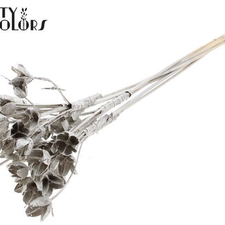 QC Bakuli sur tige | Couleur : Platine | Capsule de graine de hêtre Piquet décoratif | Longueur ± 50 centimètres | 10 piquets par bouquet