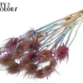 QC Gebleichte Getrocknete Disteln | Farbe: Rosa Farbverlauf | Cardistella Trockenblumen | Länge ± 55 Zentimeter | 10 Stiele pro Bund