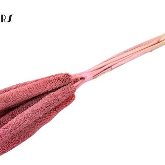 QC Babala of Pearl Millet | Colour: Frosted Pink | Length ± 65 centimetres | 10 stems per bunch