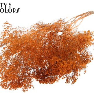QC Getrocknete Broom Bloom | Farbe: Orange | Ginster Trockenblumen | Länge ± 50 Zentimeter | Gewicht 100 Gramm | Pro Bund