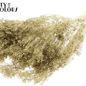 QC Dried Broom Bloom | Colour: Gold | Broom Dried Flowers | Length ± 50 centimetres | Weight 100 grams | Per bunch
