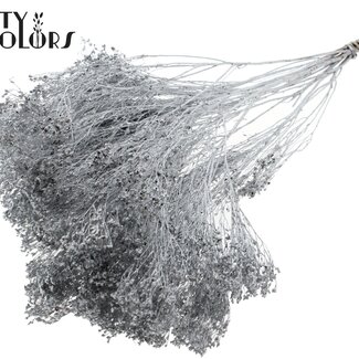 QC Dried Broom Bloom | Colour: Silver | Broom Dried Flowers | Length ± 50 centimetres | Weight 100 grams | Per bunch
