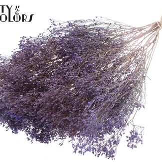 QC Getrocknete Broom Bloom | Farbe: Frosted Milkapaars | Besenginster Trockenblumen | Länge ± 50 Zentimeter | Gewicht 100 Gramm | Pro Bund