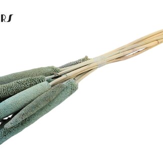 QC Babala de Millet Perlé | Couleur : Bleu Clair Givré | Longueur ± 65 centimètres | 10 tiges par bouquet