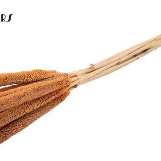 QC Babala de Millet perlé | Couleur : Saumon givré | Longueur ± 65 centimètres | 10 tiges par bouquet