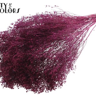 QC Broom Bloom séché | Couleur : Lilas | Fleurs séchées de genêt | Longueur ± 50 centimètres | Poids 100 grammes | Par bouquet