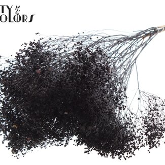 QC Dried Broom Bloom | Colour: Black | Broom Dried Flowers | Length ± 50 centimetres | Weight 100 grams | Per bunch