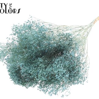 QC Broom Bloom séchée | Couleur : Bleu clair givré | Fleurs séchées de genêt | Longueur ± 50 centimètres | Poids 100 grammes | Par bouquet
