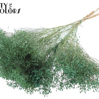 QC Broom Bloom séché | Couleur : Menthe givrée | Fleurs séchées de genêt | Longueur ± 50 centimètres | Poids 100 grammes | Par bouquet