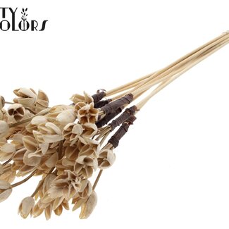 QC Bakuli on stick | Colour: Bleached | Beech Nut Seed Pod Pick | Length ± 50 centimetres | 10 picks per bunch