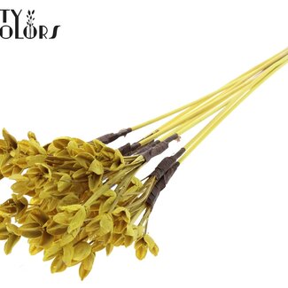 QC Bakuli sur tige | Couleur : Jaune | Capsule de hêtre à piquer | Longueur ± 50 centimètres | 10 piques par bouquet