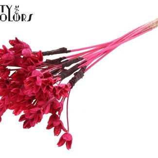 QC Bowls on a stick | Colour: Cherry-coloured | Beech Nut Seed Pod Pick | Length ± 50 centimetres | 10 picks per bunch
