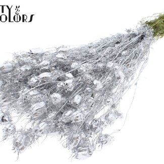 QC Dried Love-in-a-mist | Colour: Silver | Nigella Dried Flowers | Length ± 45 centimetres | Weight 150 grams | Per bunch