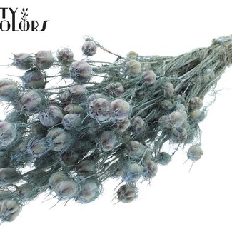 QC Getrocknete Jungfer im Grünen | Farbe: Frosted Hellblau | Nigella Trockenblumen | Länge ± 45 Zentimeter | Gewicht 150 Gramm | Pro Bund