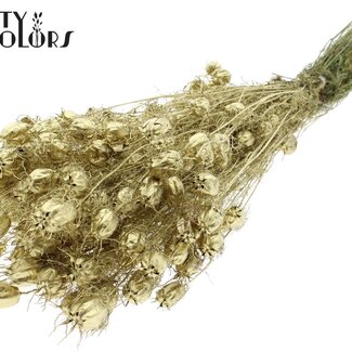 QC Gedroogd Juffertje-in-het-groen | Kleur: Goudkleurig | Nigella Droogbloemen | Lengte ± 45 centimeter | Gewicht 150 gram | Per bos