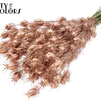QC Getrocknete Jungfer im Grünen | Farbe: Kupferfarben | Nigella Trockenblumen | Länge ± 45 Zentimeter | Gewicht 150 Gramm | Pro Bund