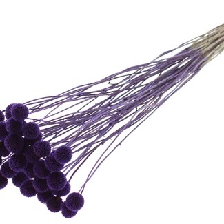QC Gedroogde Craspedia op steel | Kleur: Paars | Craspedia Bijsteker | Lengte ± 70 centimeter | 10 takken per bos