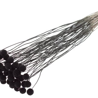 QC Craspedia séchée sur tige | Couleur : Noir | Craspedia Décorative | Longueur ± 70 centimètres | 10 tiges par bouquet