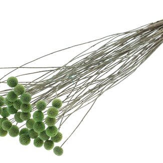 QC Getrocknete Craspedia auf Stiel | Farbe: Frosted Mintgrün | Craspedia Steckstab | Länge ± 70 Zentimeter | 10 Zweige pro Bund