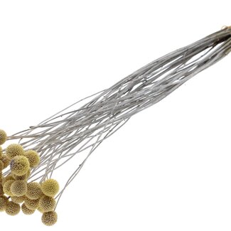 QC Dried Craspedia on stem | Colour: Frosted White | Craspedia Stick-in | Length ± 70 centimetres | 10 stems per bunch