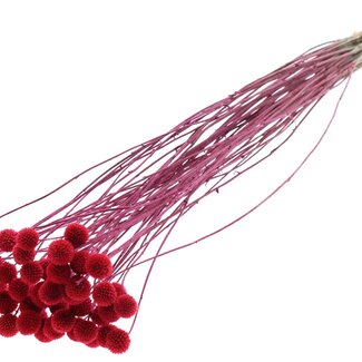 QC Craspedia séchée sur tige | Couleur : Cerise | Craspedia avec piquet | Longueur ± 70 centimètres | 10 tiges par bouquet