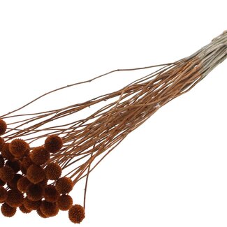 QC Dried Craspedia on stem | Colour: Brown | Craspedia Insert | Length ± 70 centimetres | 10 stems per bunch