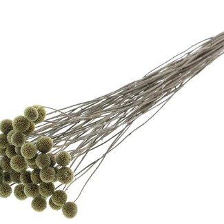 QC Dried Craspedia on stem | Colour: Olive green | Craspedia Stick-in | Length ± 70 centimetres | 10 stems per bunch