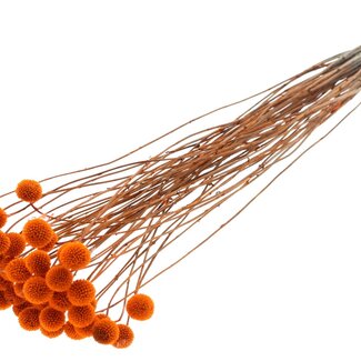 QC Craspedia séchée sur tige | Couleur : Orange | Craspedia à piquer | Longueur ± 70 centimètres | 10 branches par bouquet